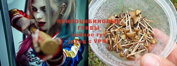 гашик Михайловск